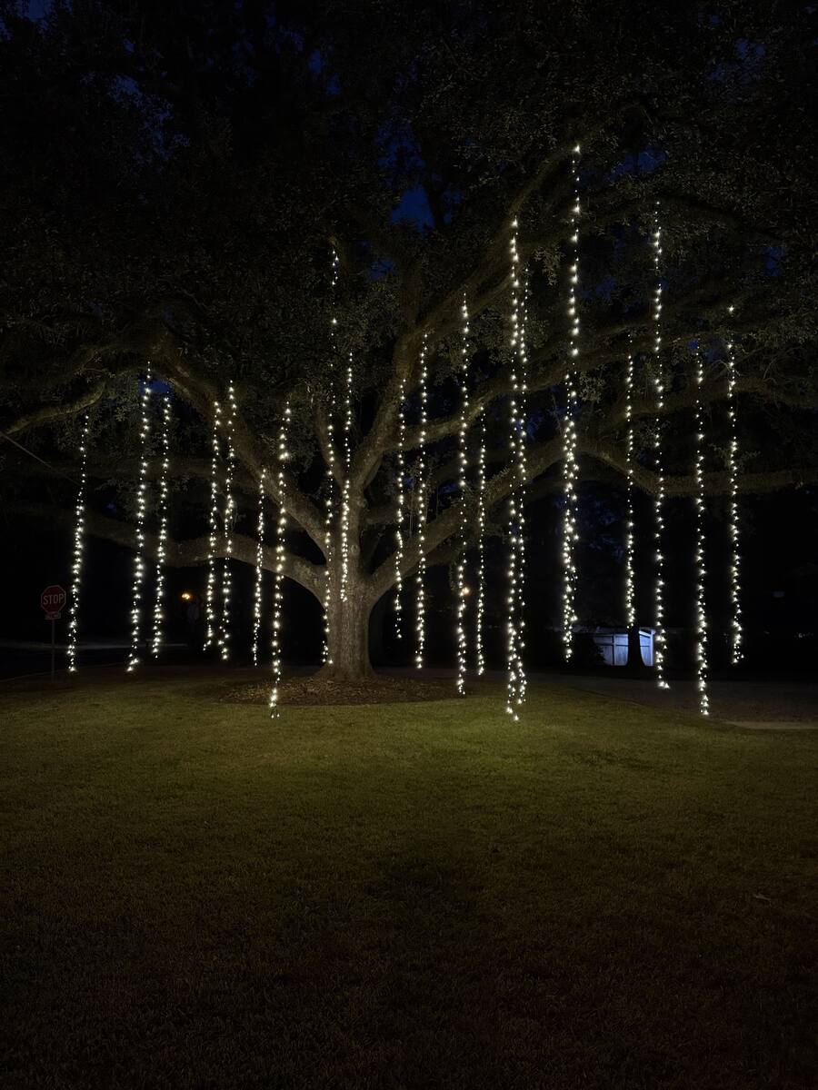 Front Yard Oak