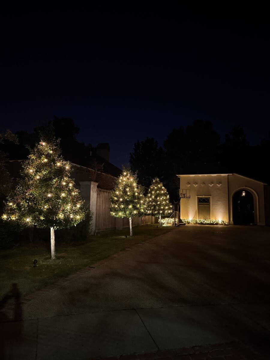 Evergreen Holly Trees